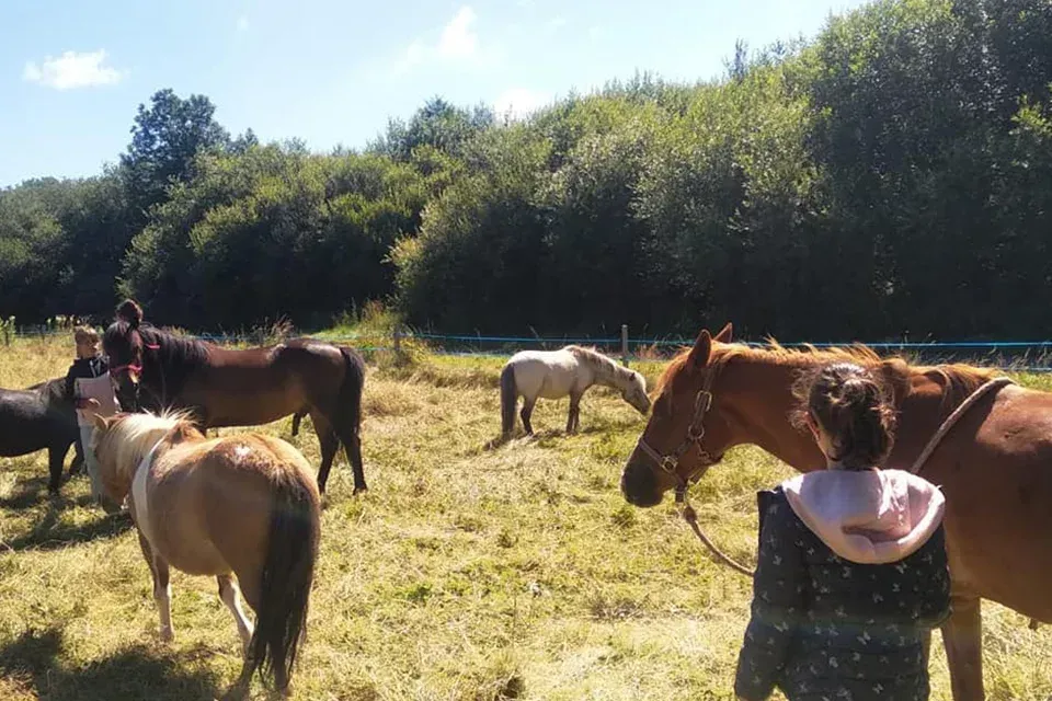 chevaux-galopins (8)